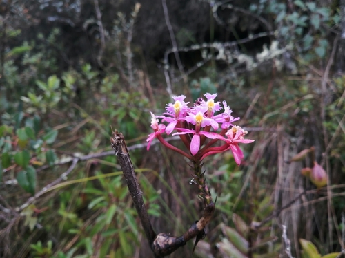 Orquídea-rabo-de-gato