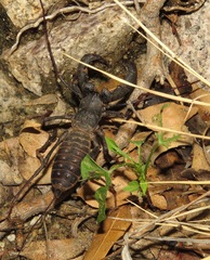 Mastigoproctus tohono