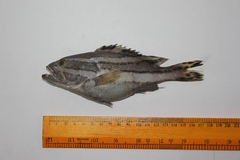 Striped Grouper photo 1