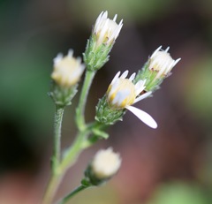 Eurybia radulina