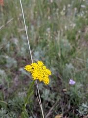 Pseudocymopterus