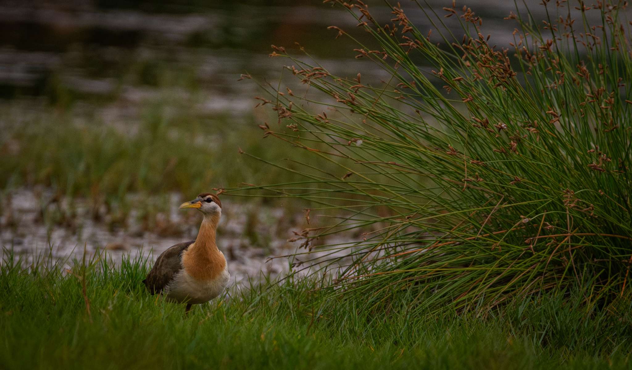 Bronze-winged Jacana illustration