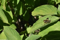 Polistes fuscatus