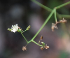 Rafinesquia californica