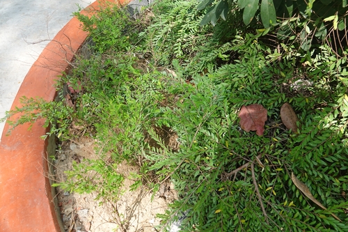 Phyllanthus myrtifolius