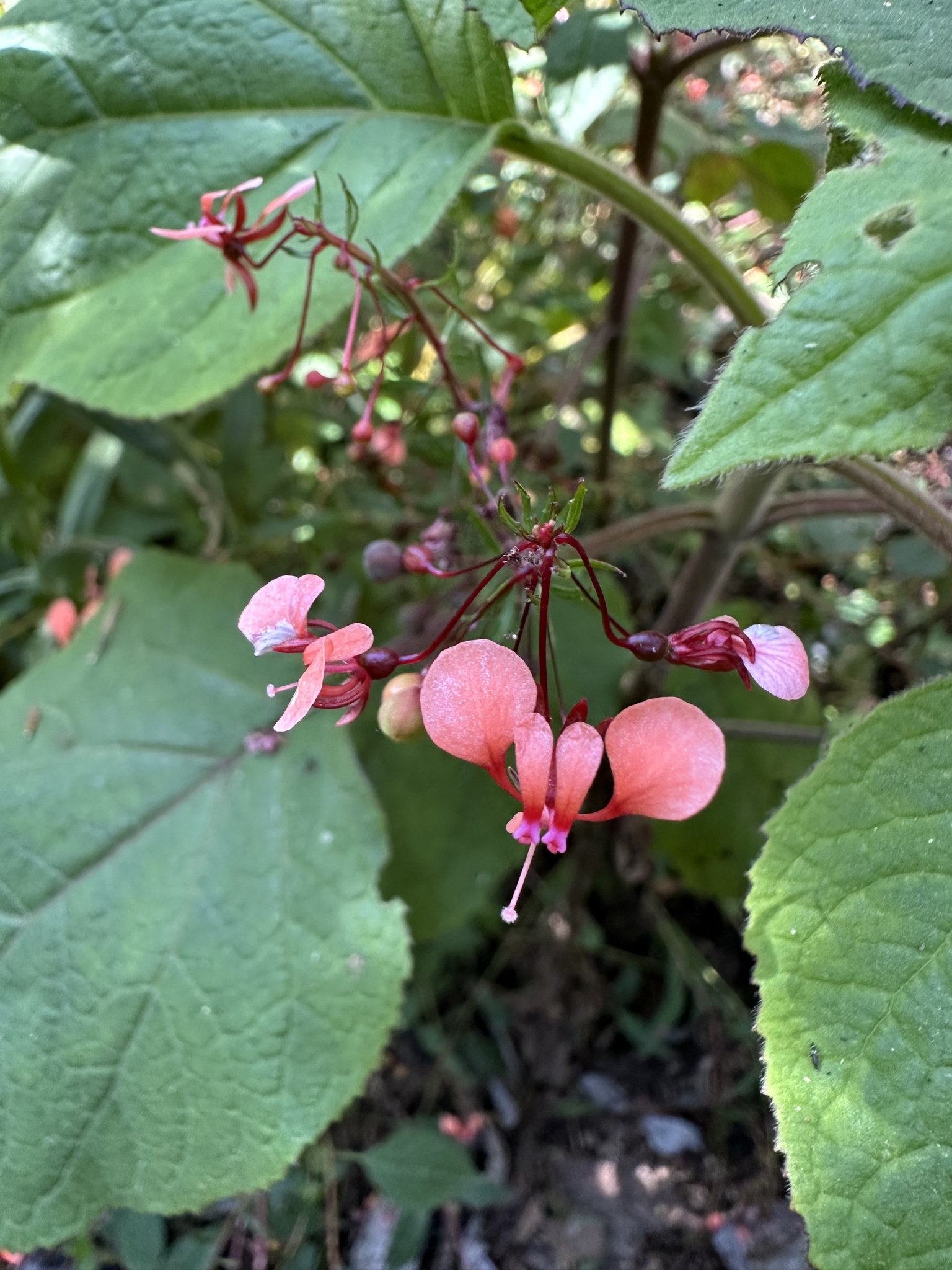 Imagem de Flor-de-beijo
