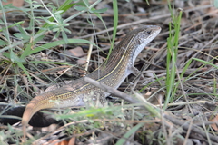 Gerrhosaurus nigrolineatus