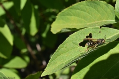 Polistes fuscatus