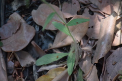 Rafinesquia californica
