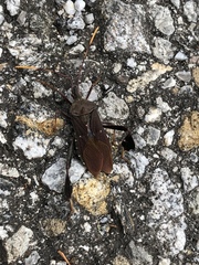 Leptoglossus oppositus