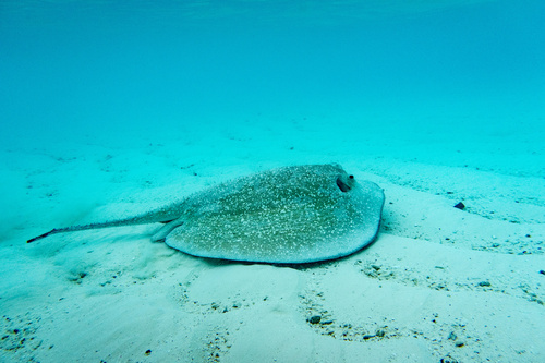 Stekelrog (Urogymnus asperrimus) — Dasyatidae — 5
