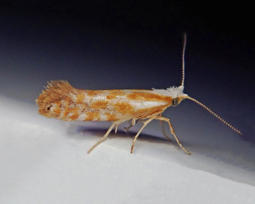 Argyresthia canadensis