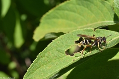 Polistes fuscatus