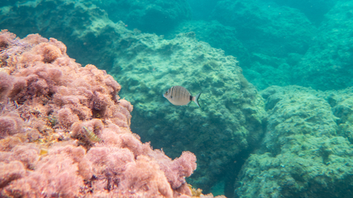Sharpsnout Seabream, Epirus, Epirus and Western Macedonia, Greece, photo 10 of 10