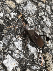 Leptoglossus oppositus