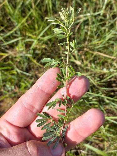 Image of Indigofera tristis by (c) Brian du Preez, some rights reserved (CC BY-SA)
