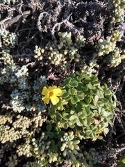 Oxalis carnosa