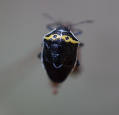 Cosmopepla conspicillaris