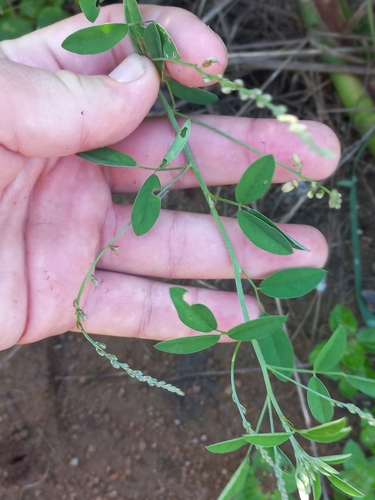Indigofera subulata observed 2025-01-26