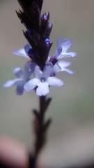 Verbena