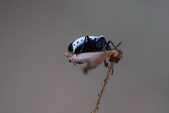 Cosmopepla conspicillaris