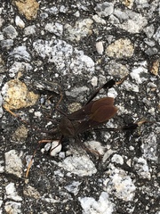 Leptoglossus oppositus