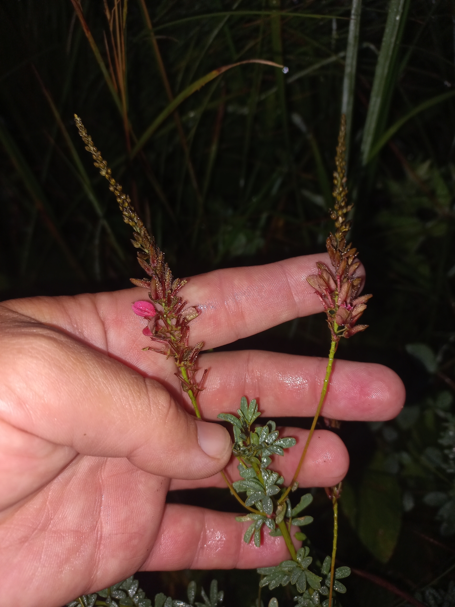 Indigofera abbottii