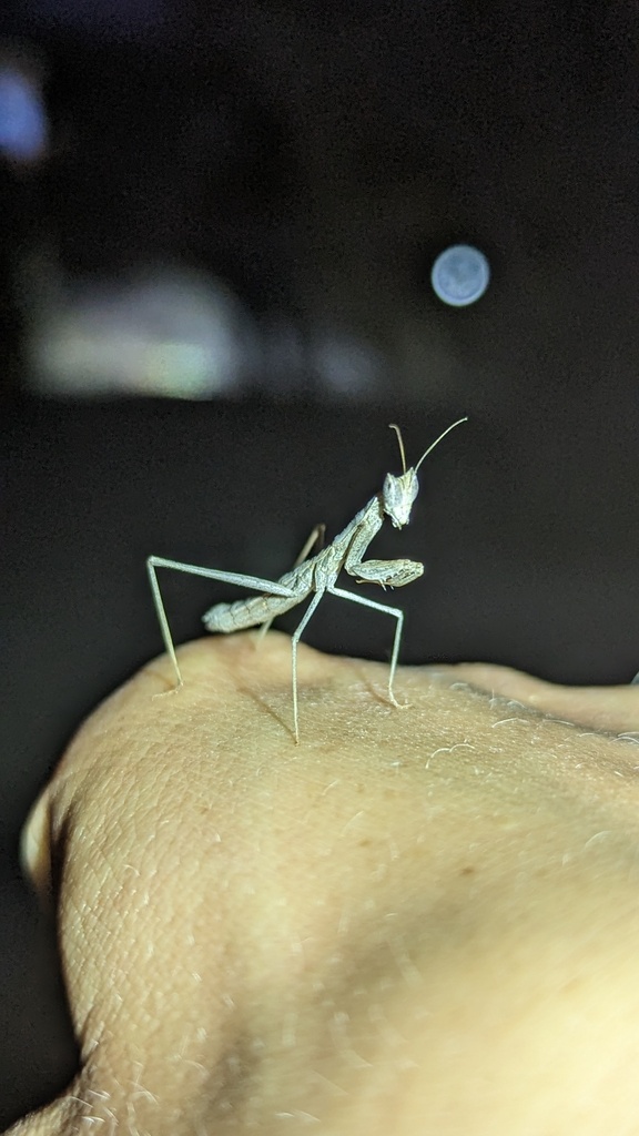 Yersiniops newboldi