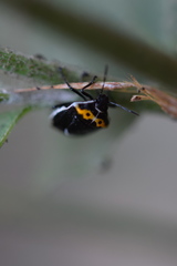 Cosmopepla conspicillaris