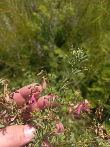 Image of Indigofera tristis by (c) Brian du Preez, some rights reserved (CC BY-SA)