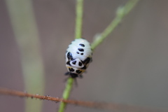 Cosmopepla conspicillaris
