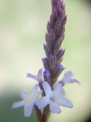 Verbena