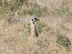 Suricata suricatta