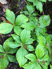Cornus unalaschkensis