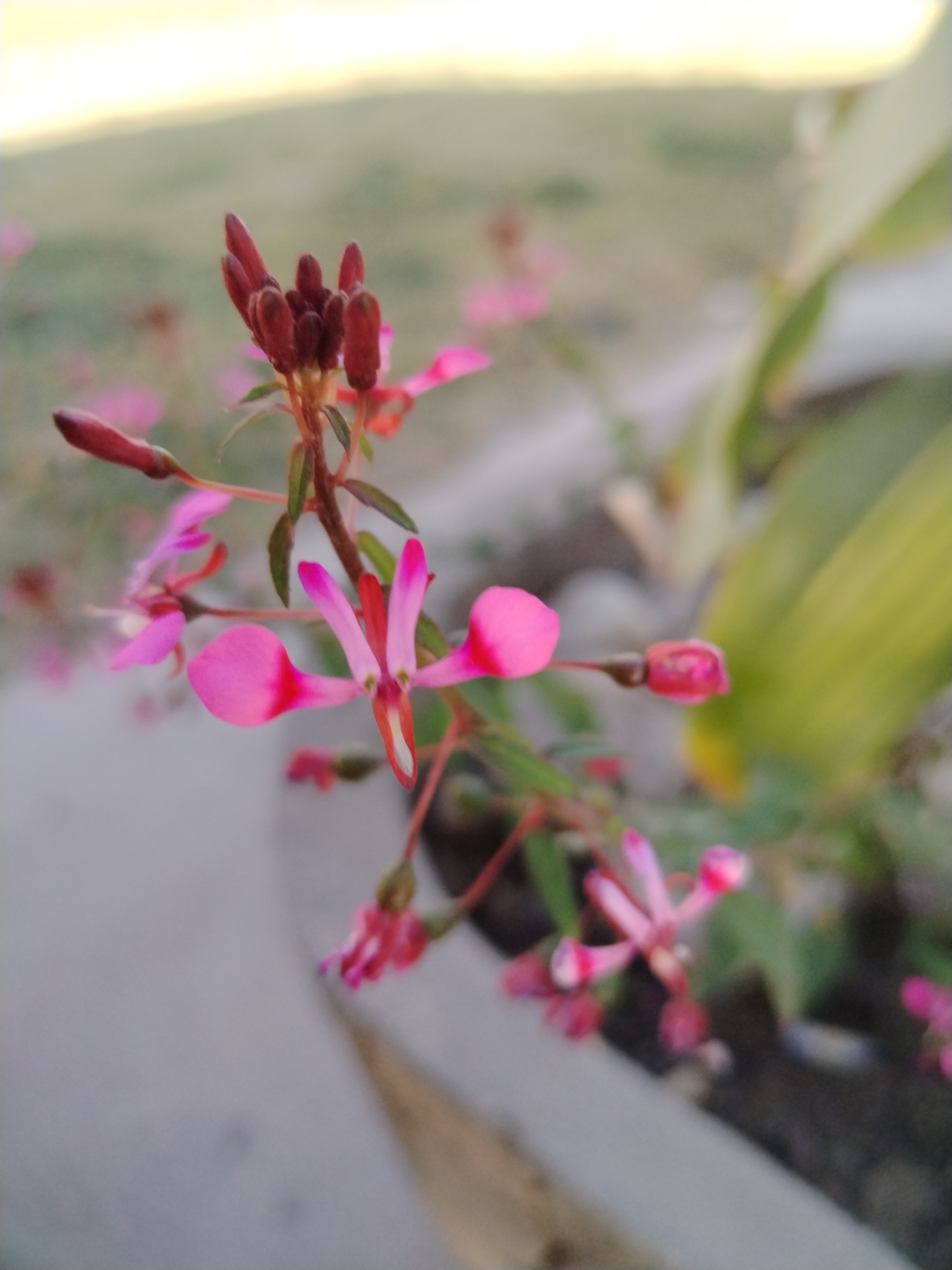 Imagem de Flor-de-beijo