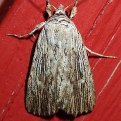 Catabena lineolata