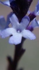 Verbena