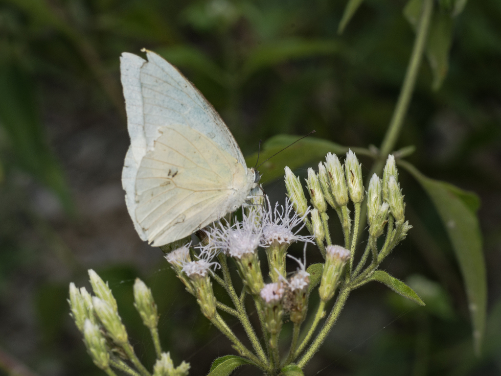 Common Albatross (Appias albina)