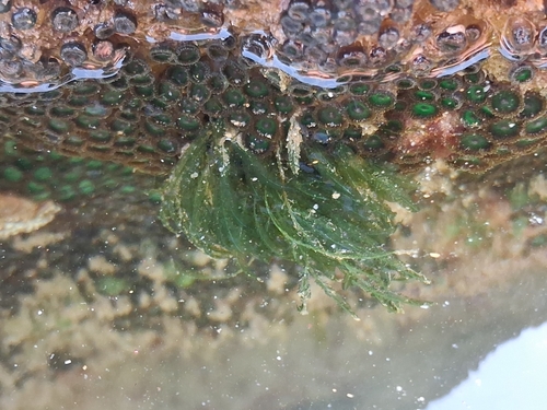 Bryopsis pennata observed 2025-01-27