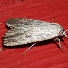 Catabena lineolata