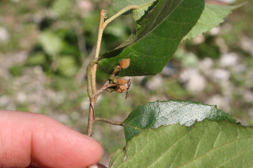 Croton grisebachianus