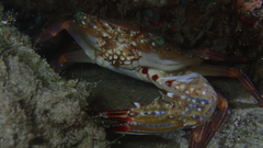 Thalamitinae