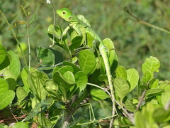 Iguanidae