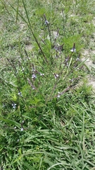 Verbena