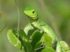 Iguanidae