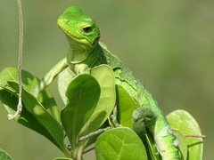 Iguanidae