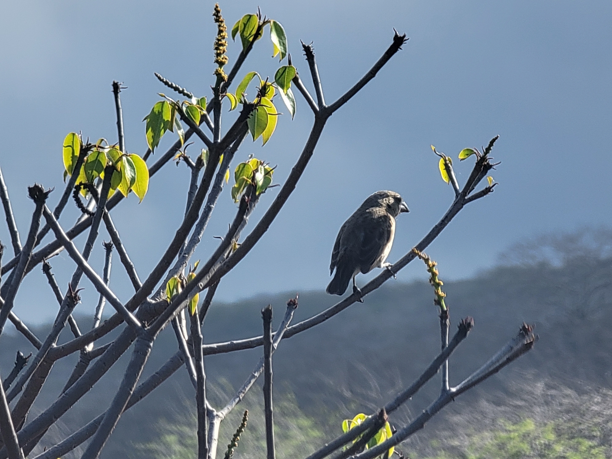 Medium Ground Finch (Geospiza fortis), photo 1