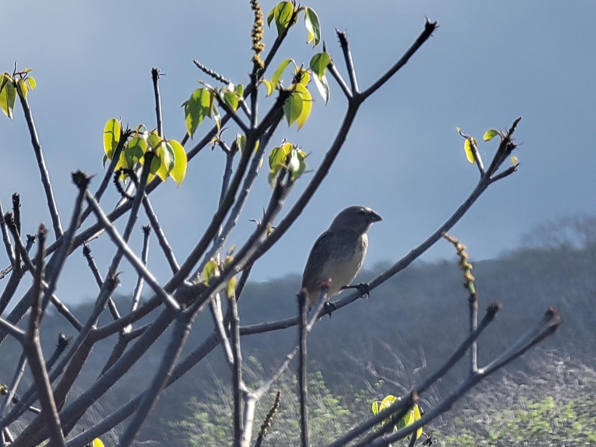 Medium Ground Finch (Geospiza fortis), photo 2