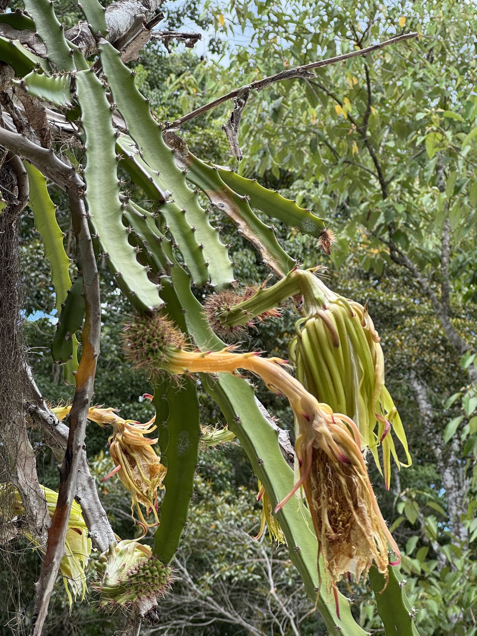 Imagem de Cacto-de-cesto