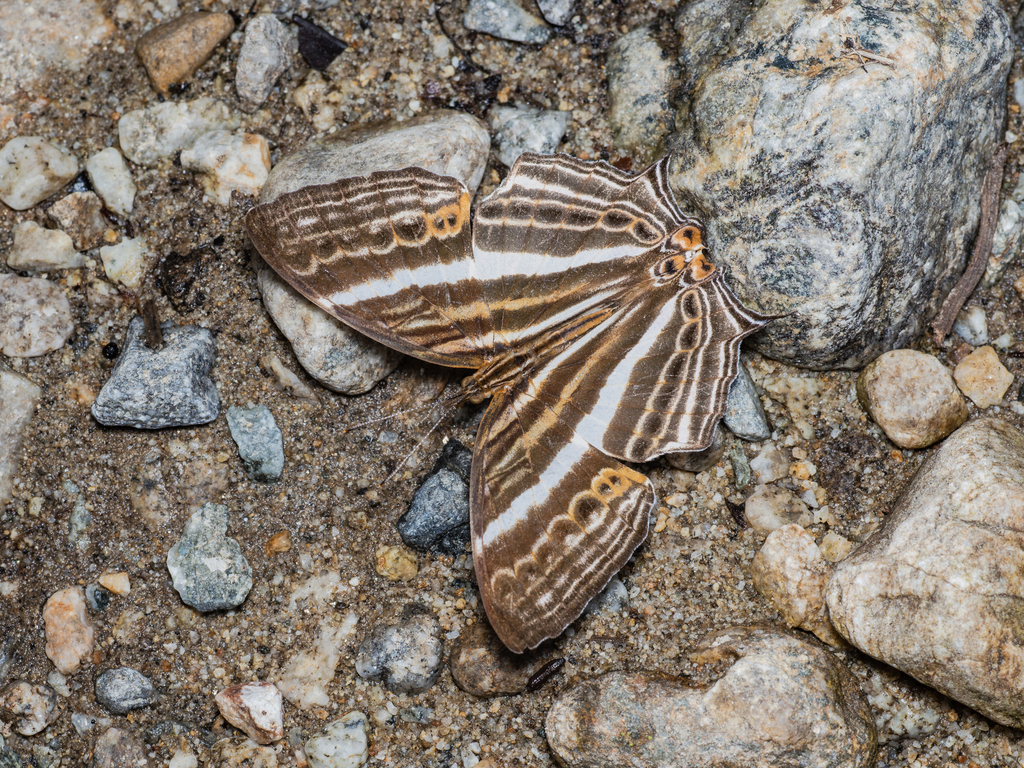 Cyrestis heracles (Cyrestis heracles)